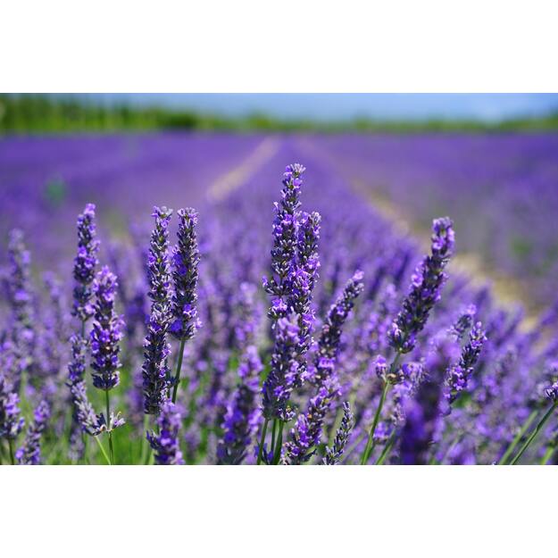 PLANTES&PARFUMS Dovanų rinkinys metalinėje dėžutėje "Lavande" (muilas, rankų kremas, maišelis)